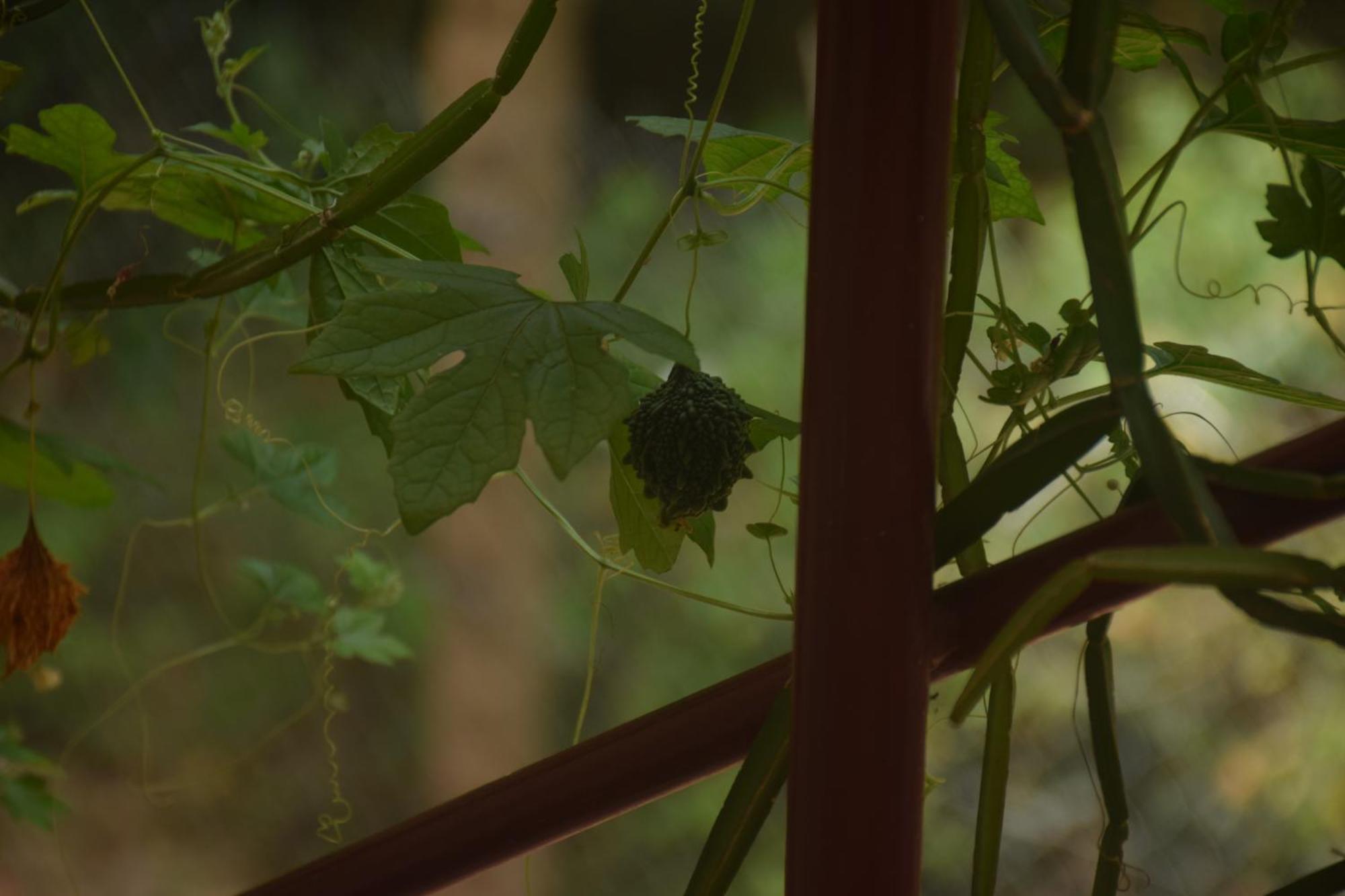 Travellers Crib Hotel Auroville Exterior foto